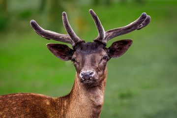 portrait of a deer