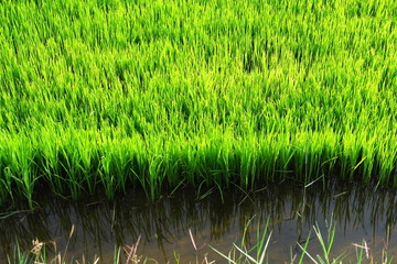 Pousses xe riz dans une rizière