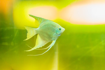 Cute angelfish (Pterophyllum) fish, a small genus of freshwater fish from the family Cichlidae...