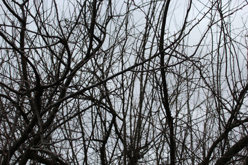 mystery tree photo detail