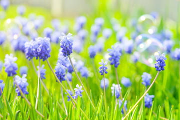 Obraz na płótnie Canvas Many Grape Hyacinth or Muscari Latifolium botryoides flower bulbs blooming blue in spring