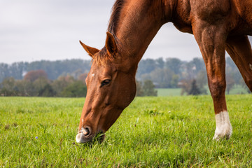 Naklejka na ściany i meble Thoroughbred horse is grazing grass on pasture