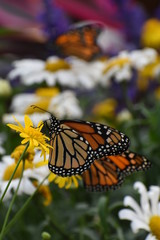 Monarchs and Flowers