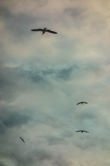 PALOMAS VOLANDO BAJO NUBES OSCURAS