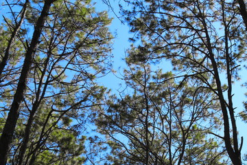 Pine forest. Kesiya pine with blue sky background Chiang Mai, Thailand. 