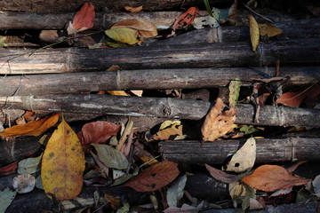 Dry leaves on decayed wood ground forest background