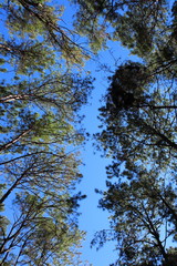 Pine forest. Kesiya pine contrast light and dark with blue sky background Chiang Mai, Thailand. 