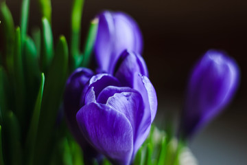 Violet spring flowers Crocus close-up