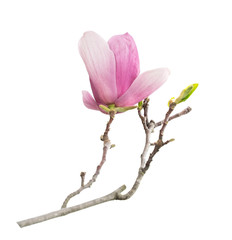 Pink magnolia flowers isolated on white background