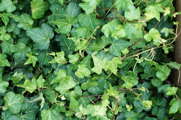 green natural plant background of lush foliage