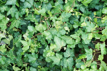 green natural plant background of lush foliage