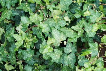 green natural plant background of lush foliage