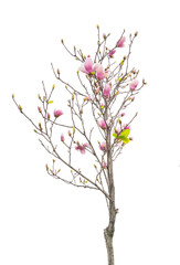 Pink magnolia flowers isolated on white background