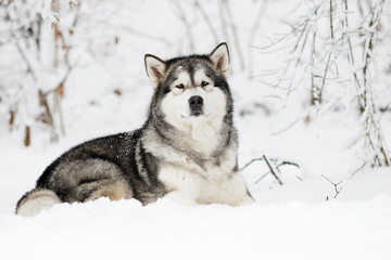 dog on a winter walk in the snow