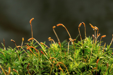 Macro shot of growing moss