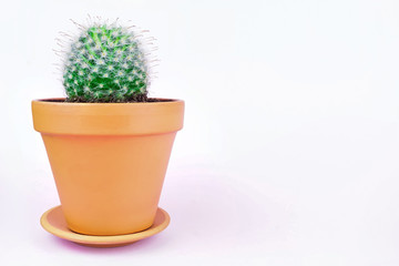 Cactus on a pink background
