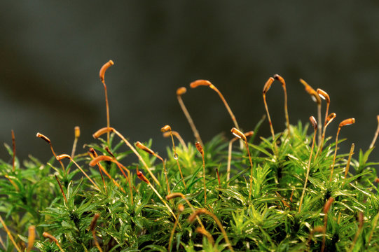 Macro shot of growing moss