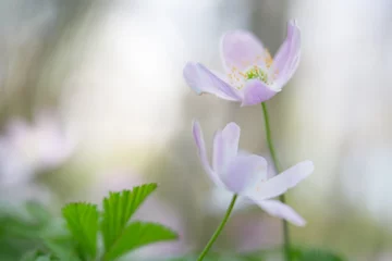 Fotobehang Pair of wood anemone wild flowers shallow depth image. © kikkerdirk