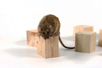 Rat and wooden cubes.