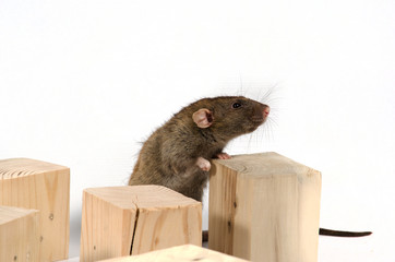 Obraz premium Rat and wooden cubes.
