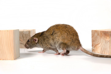 Rat and wooden cubes.