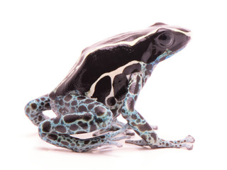 Deying poison dart frog, Dendrobates tinctorius powder blue. A beautiful small exotic aniaml from...