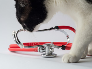 cat with stethoscope on white background