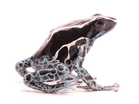 Deying poison dart frog, Dendrobates tinctorius powder blue. A beautiful small exotic aniaml from the Amazon jungle in Suriname. Isolated on a white backgorund. .