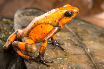 Naklejka premium Poison dart frog, Oophaga histrionica. A small poisonous animal from the rain forest of Colombia.