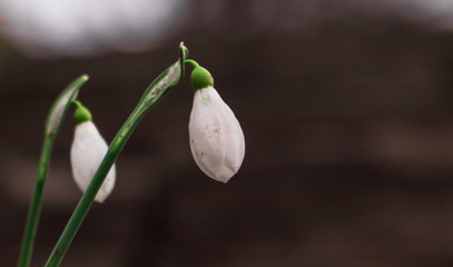 Galanthus nivalis, snowdrop flower close up of isolated flowers during a sunset. First sign of spring in southern Sweden. 