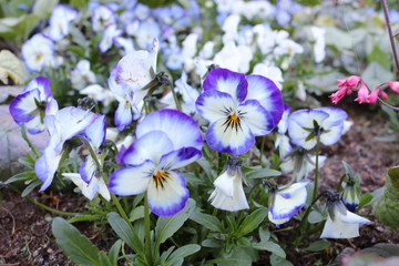 Fototapeta premium blue white flowers in the garden
