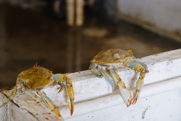 two empty crab shells left after moulting sitting on the edge of a white painted wood wall with copy space
