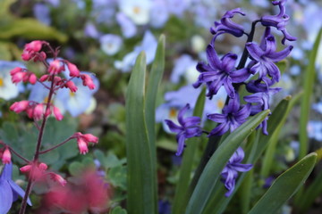 Obraz premium purple flowers in the garden