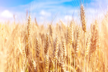 Wheat field. Ears of golden wheat close up. Beautiful Nature Sunset Landscape. Rural Scenery under Shining Sunlight. Background of ripening ears of meadow wheat field. Rich harvest Concept.