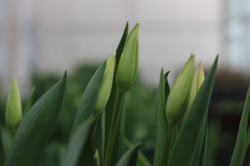 Flowers tulips bloom in spring