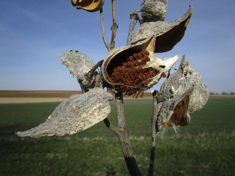 Common Milkweed Seeds And Pods