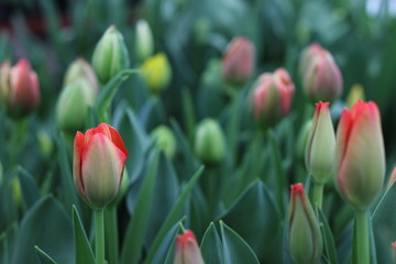 Flowers tulips bloom in spring