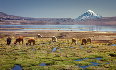 Alpaca's (Vicugna pacos) grazing on the shore of Lake Chungara at the base of Sajama volcano, in...
