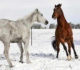 Brown Horse preparing to fight with a White Horse