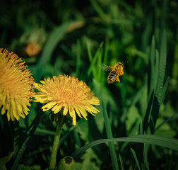Bee on the flowers in the garden