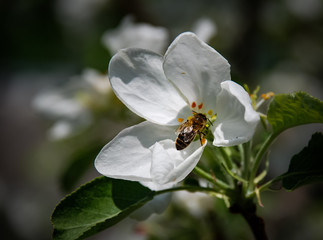 Bee on the flowers in the garden