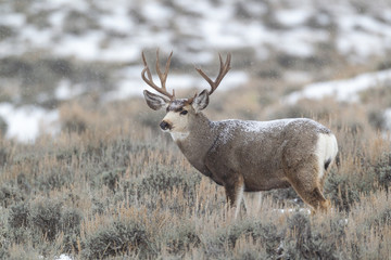 Mule deer buck in late autumn during the rut in Wyoming