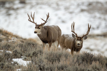 Mule deer buck in late autumn during the rut in Wyoming