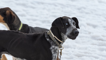 Dog of the weimaraner breed with characteristic blue eyes on the snow