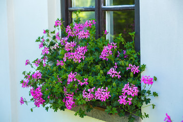Fototapeta na wymiar Pink Pelargonium flowers on a window