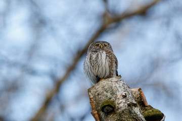 Pygmy Owl (Glaucidium passerinum)