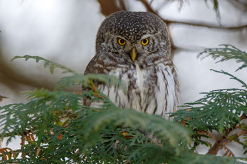 Pygmy Owl (Glaucidium passerinum)