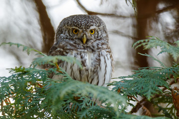 Pygmy Owl (Glaucidium passerinum)