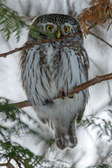 Pygmy Owl (Glaucidium passerinum)