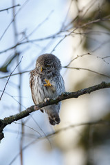 Pygmy Owl (Glaucidium passerinum)